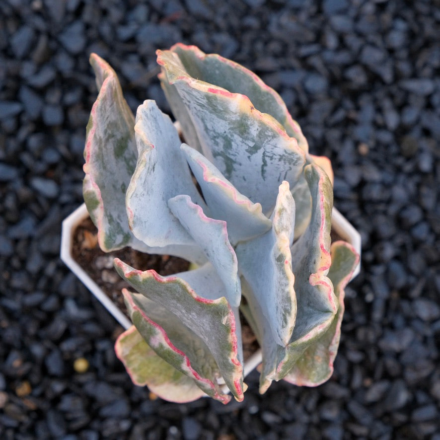 Variegated Cotyledon undulata Korean Succulent Plant