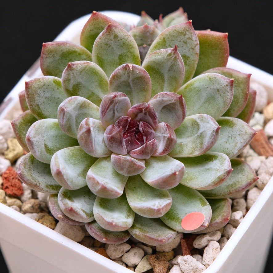 Echeveria Gem Stone Korean Succulent Plant