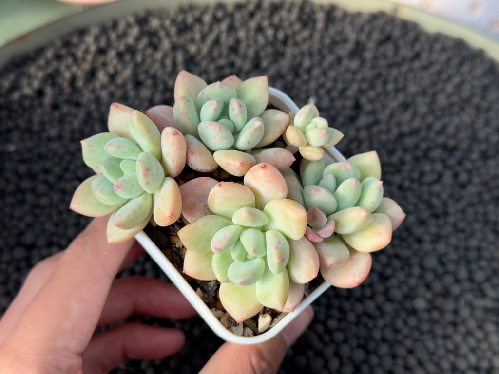 Pachyveria Elaine Reinelt Imported Succulent Plant