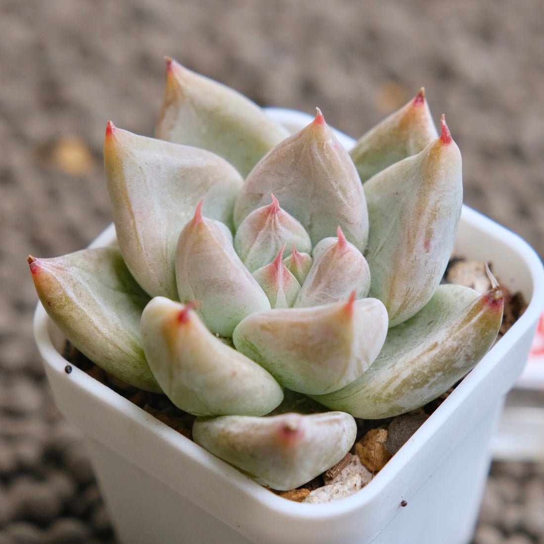 Echeveria Toli x Tapalpa Korean Succulent Plant - B