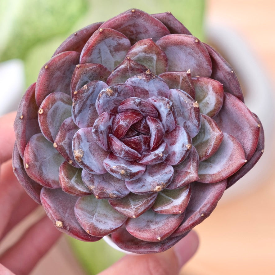 Echeveria Cherry Frappe Korean Succulent Plant