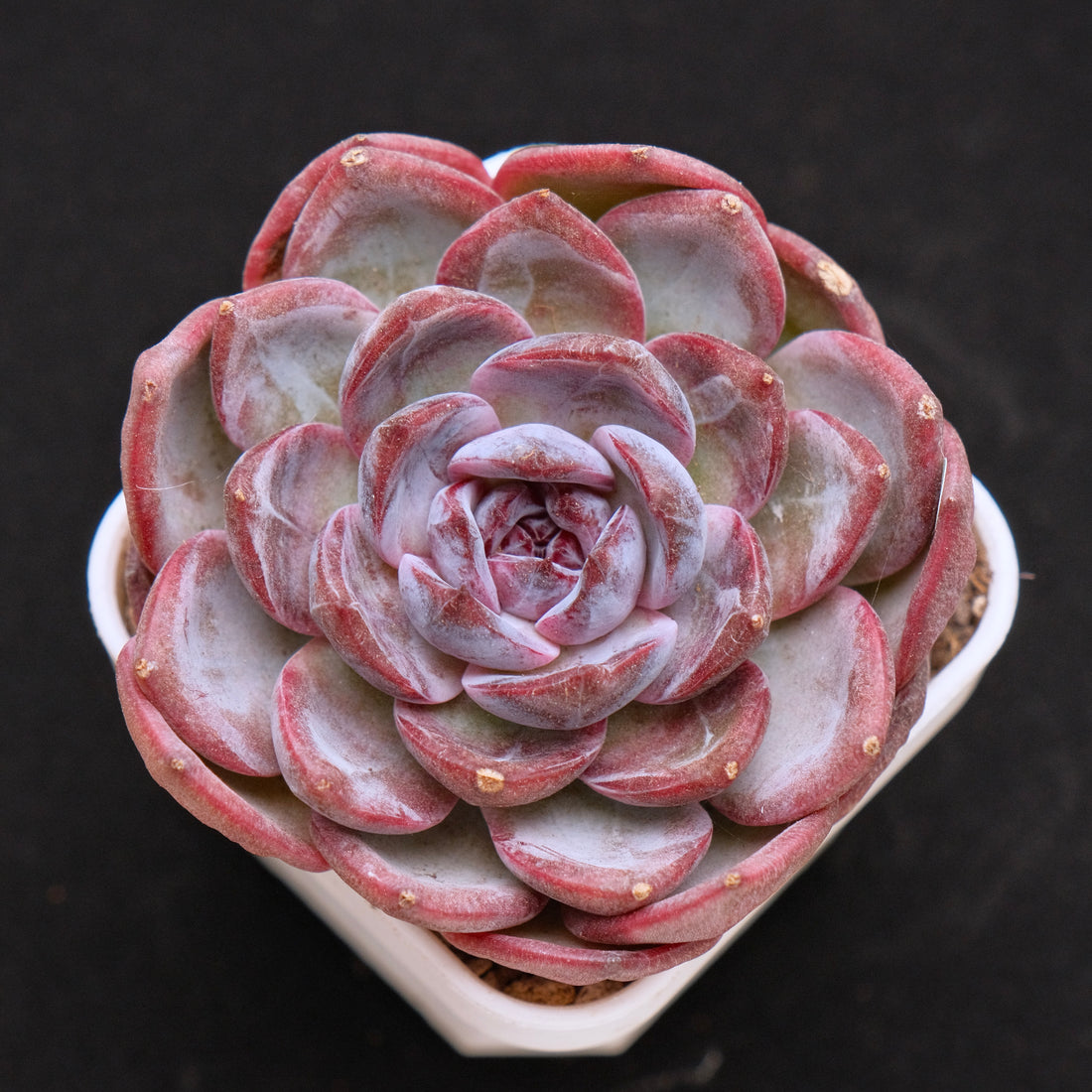 Echeveria Cherry Frappe Korean Succulent Plant
