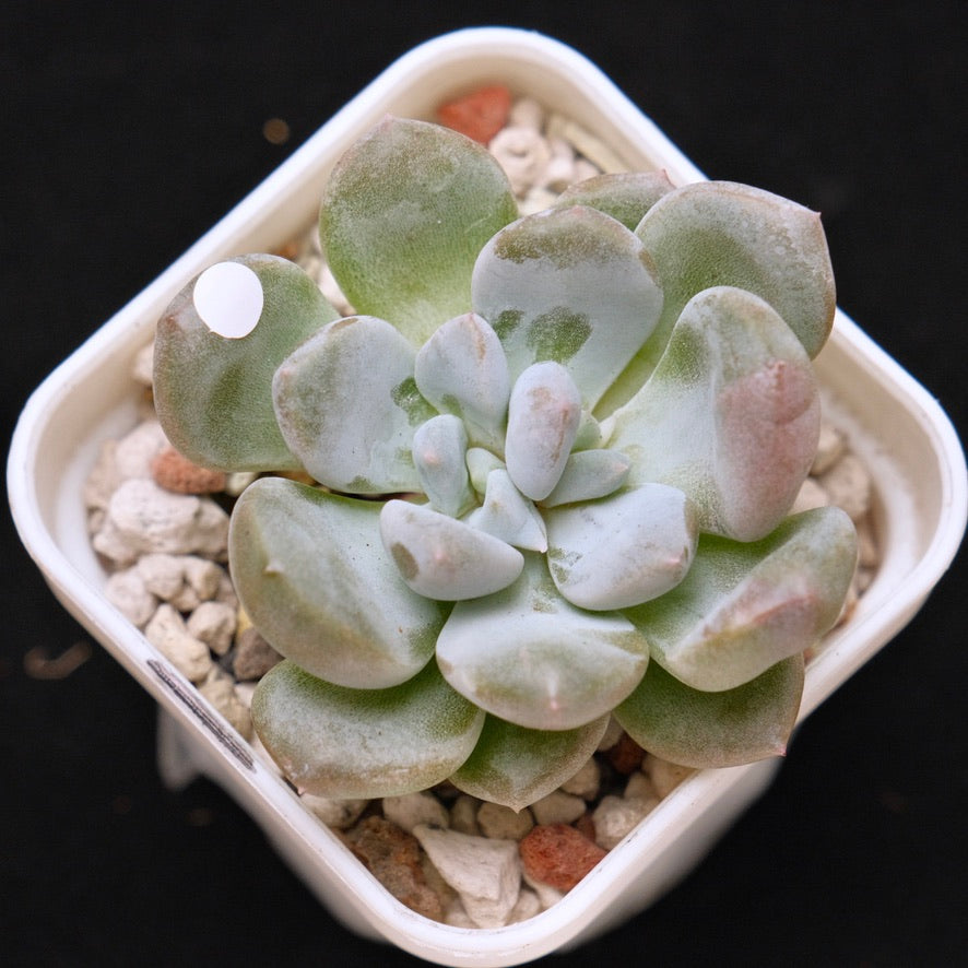 Pachyveria Gold Candy Korean Succulent Plant *New*