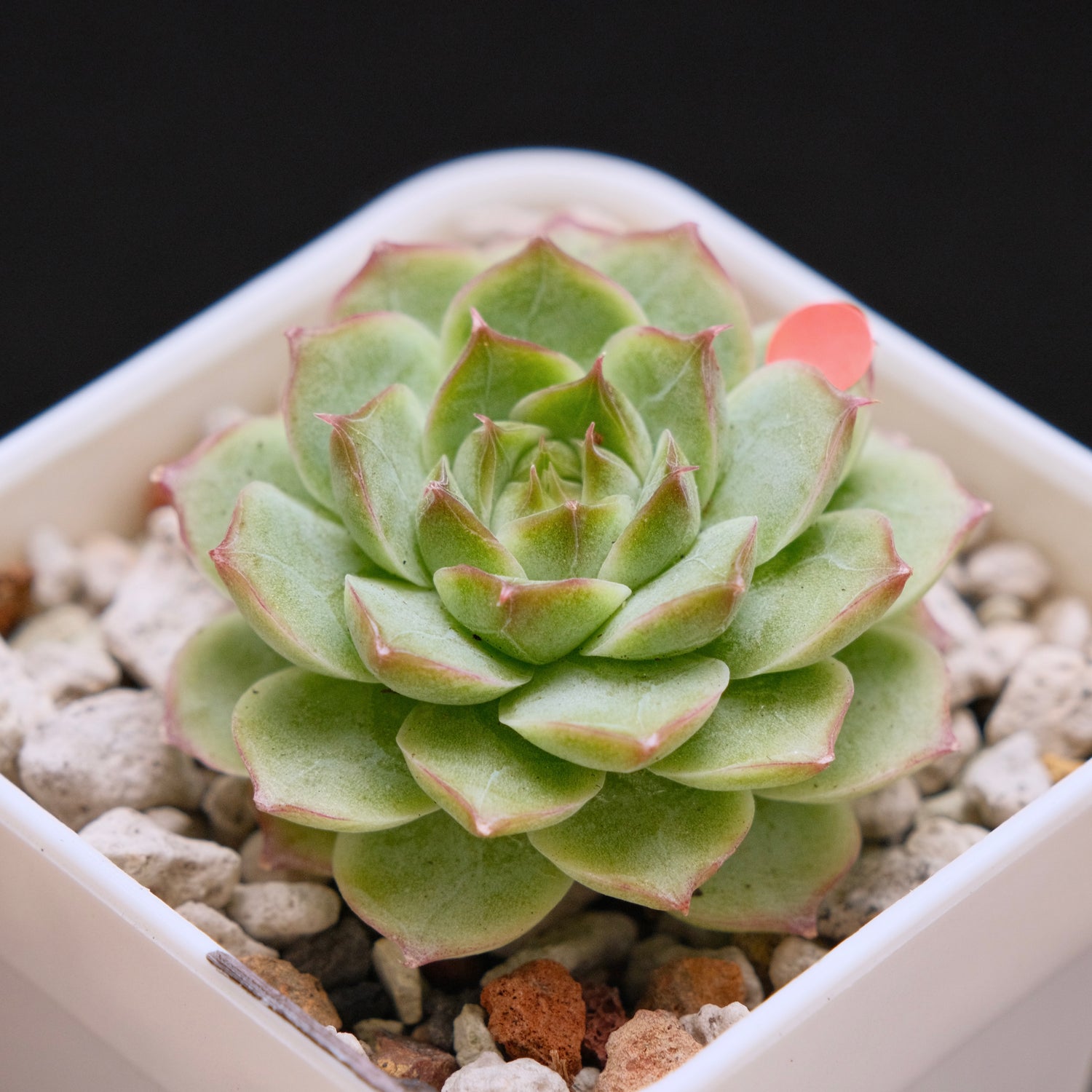 Echeveria Malgan hybrid Imported Succulent Plant *New* 美妮杂