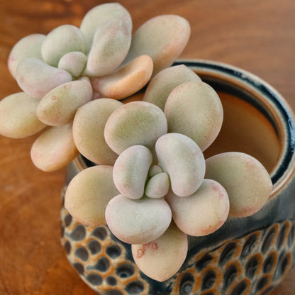 Graptoveria White Americano Korean Succulent Plant