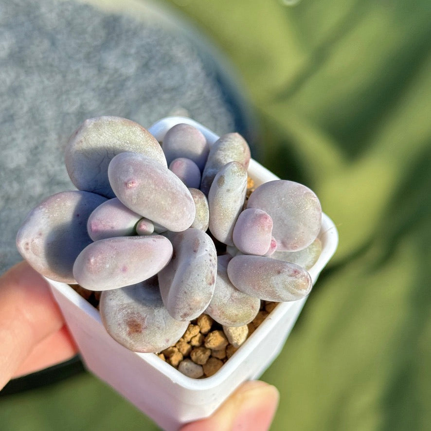 Pachyphytum oviferum Korean Succulent Plant