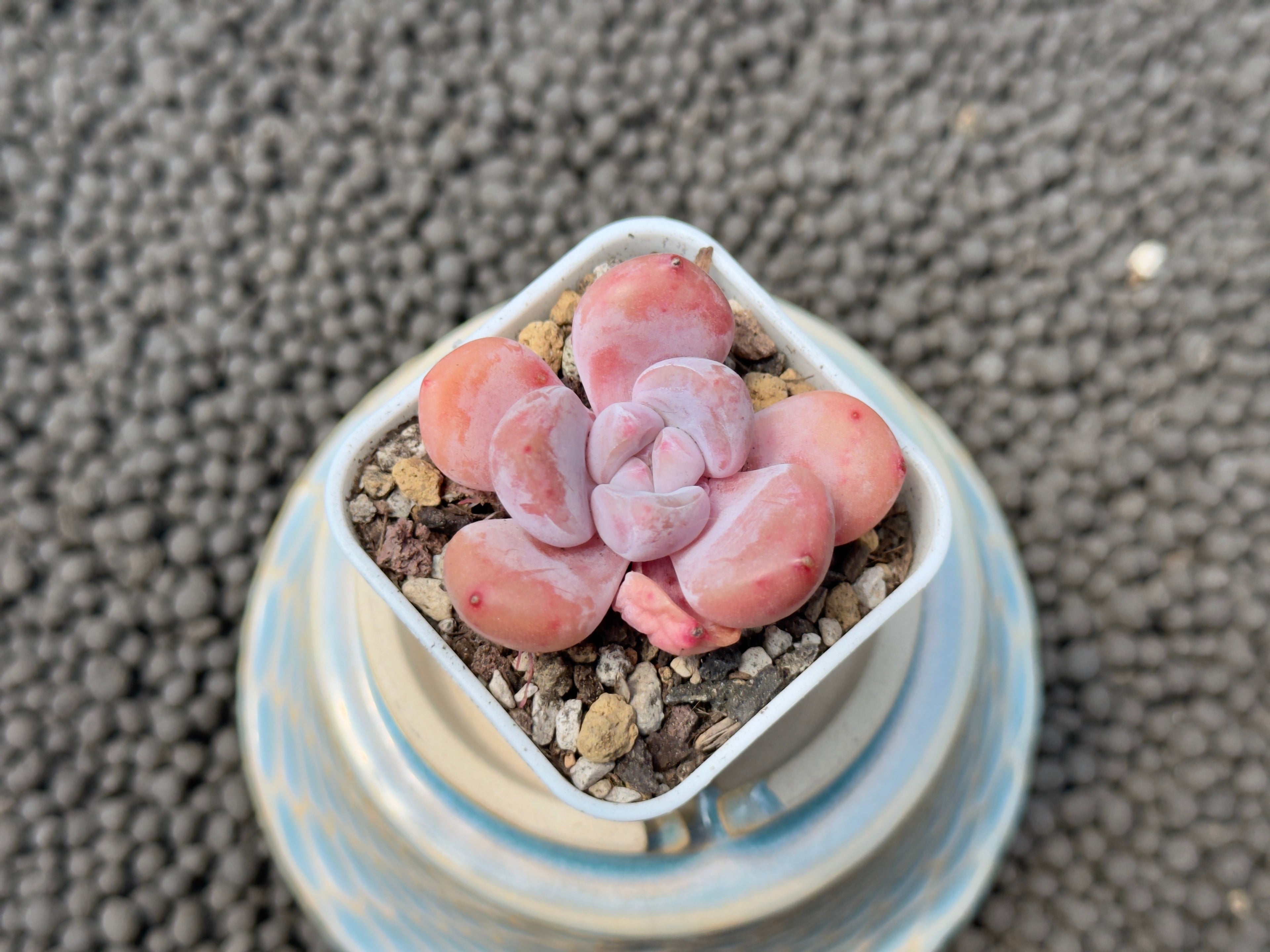 Graptoveria Amemonroe Imported Succulent Plant