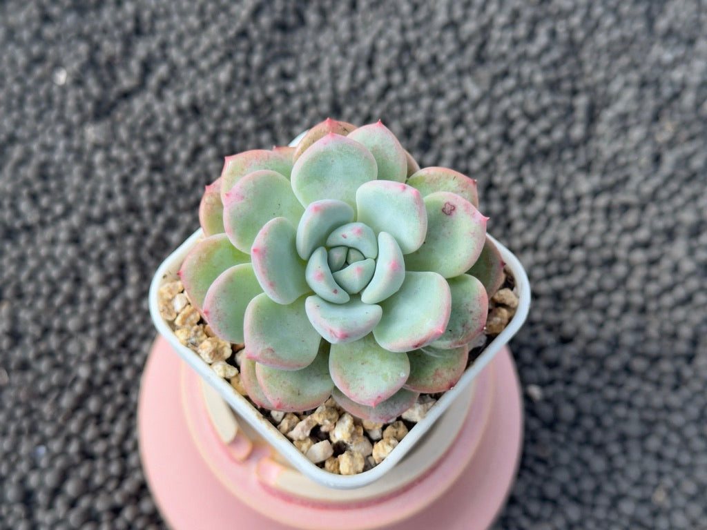 Echeveria Mighty Korean Succulent Plant