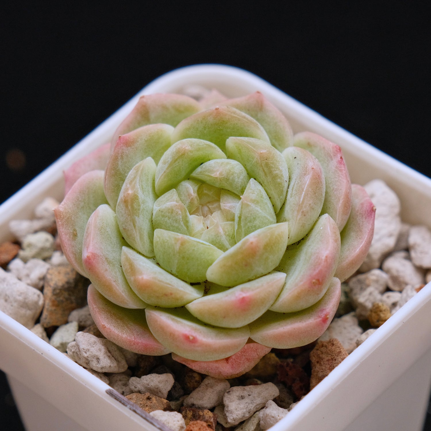 Echeveria Jelly hybrid (seedling) Imported Succulent Plant *New* 糖心杂