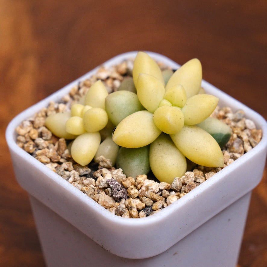 Variegated Pachyphytum compactum Imported Succulent Plant