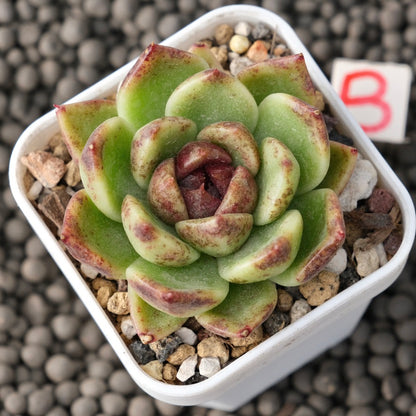 Echeveria Black Edge Korean Succulent Plant Changhee Hybrid