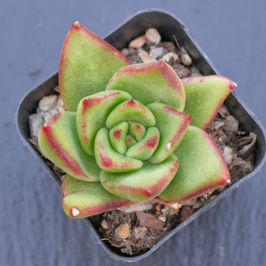 Echeveria agavoides hybrid Korean Succulent Plant