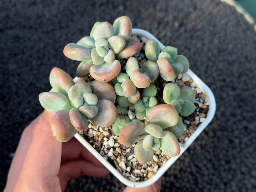 Graptosedum Miul Imported Succulent Plant