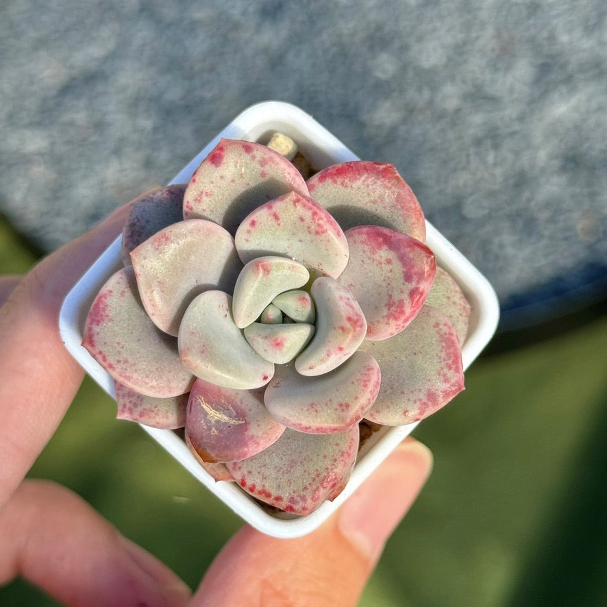 Graptoveria Pink Rosa Korean Succulent Plant Hwaga hybrid