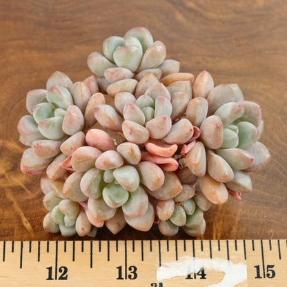 Graptoveria Amor Fati cluster Imported Succulent Plant