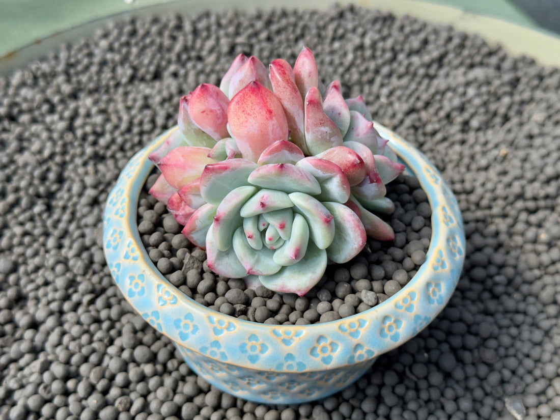 Echeveria Shine Bright Imported Succulent Plant