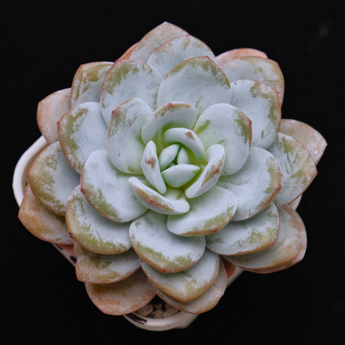 Big Echeveria laui Succulent Plant