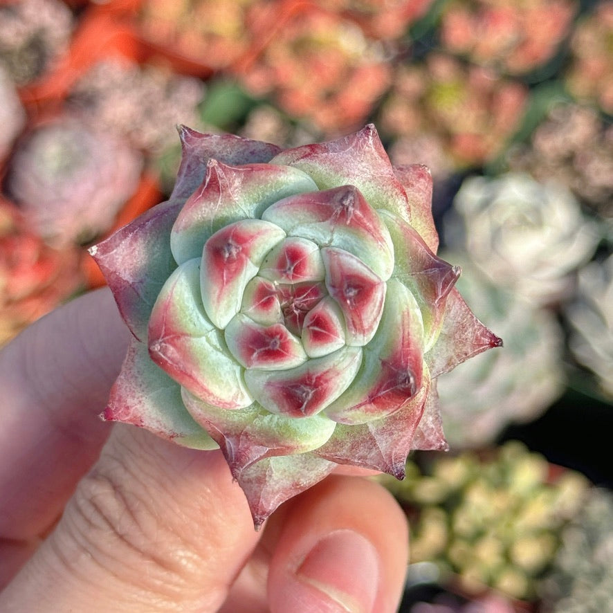 Echeveria Betelgeuse Succulent Plant *New*