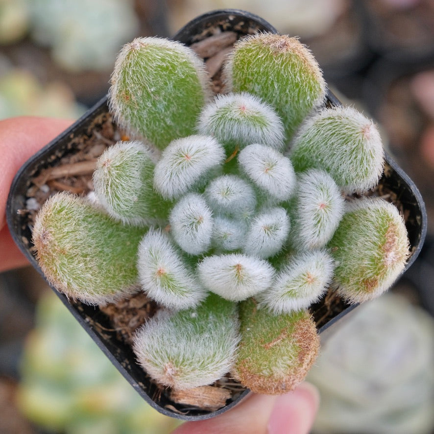 Echeveria Doris Taylor Succulent Plant