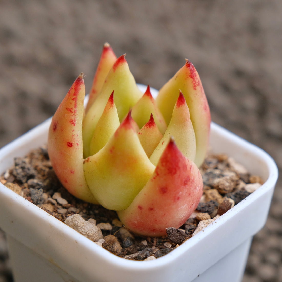 Echeveria Agavoides hybrid Imported Succulent Plant