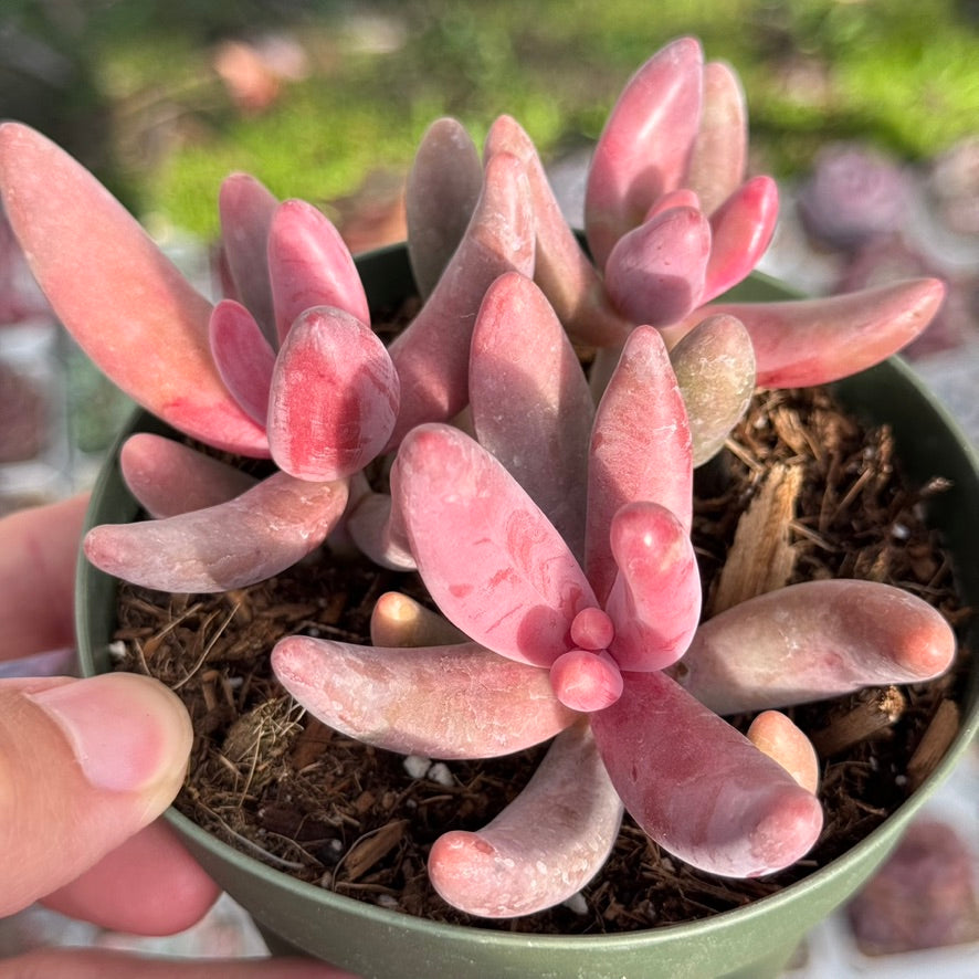 Pachysedum Ganzhou Succulent Plant