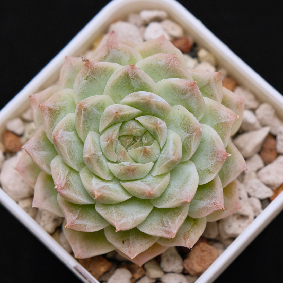 Echeveria hybrid Imported Succulent Plant 溏心杂