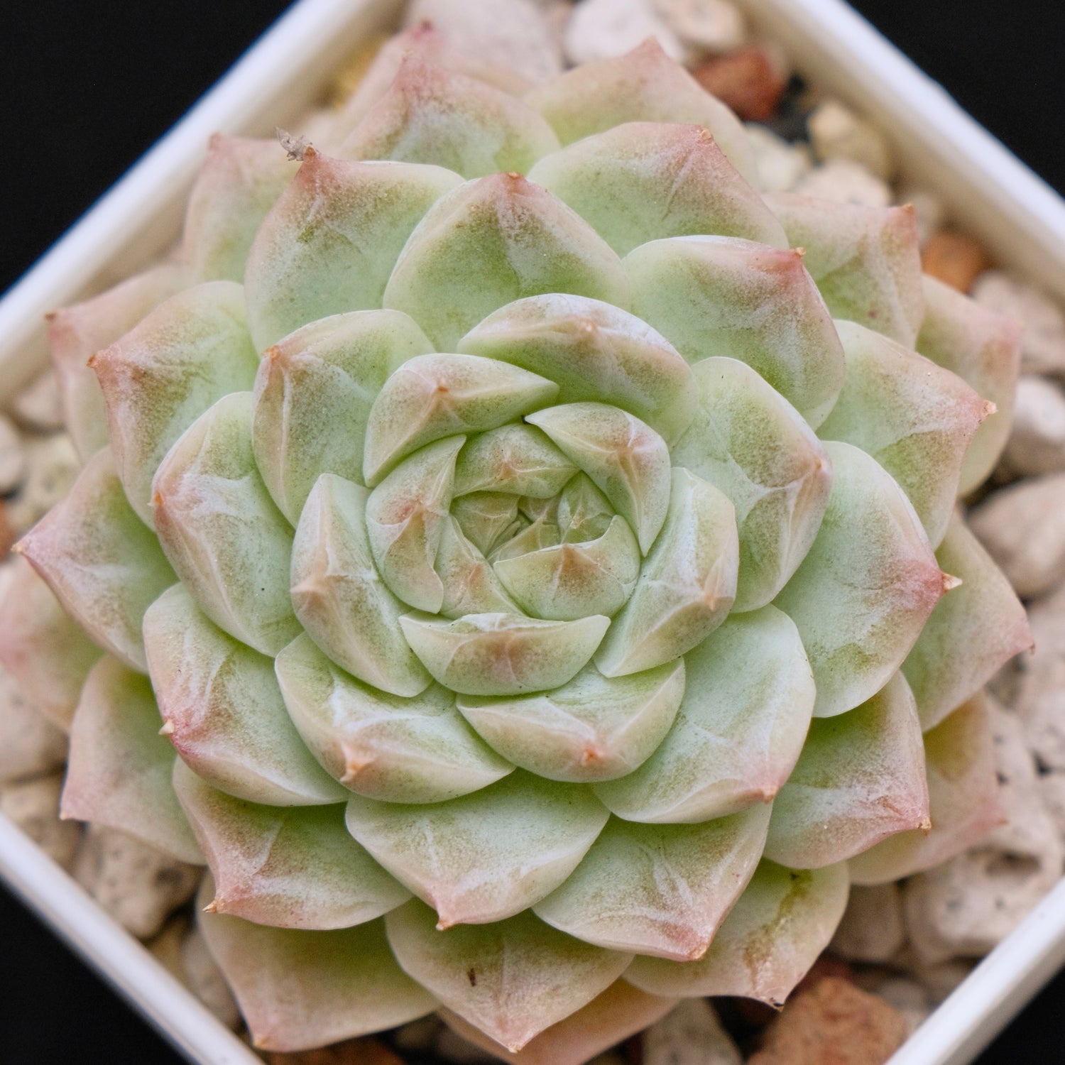 Echeveria hybrid Imported Succulent Plant 溏心杂