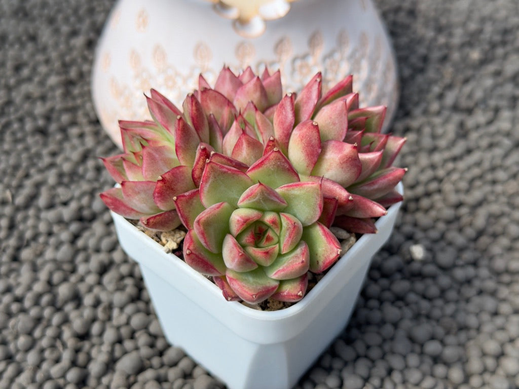 Echeveria Queen&