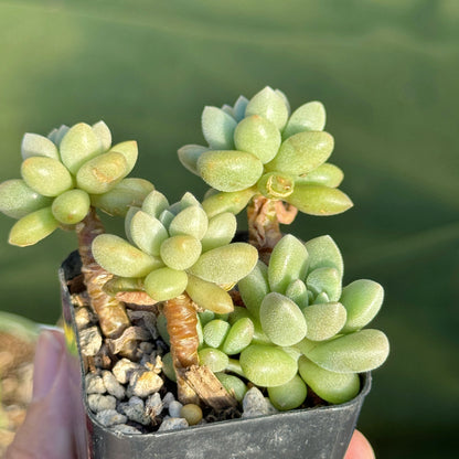 Graptosedum Angel Kiwi Korean Succulent Plant Air Magic hybrid