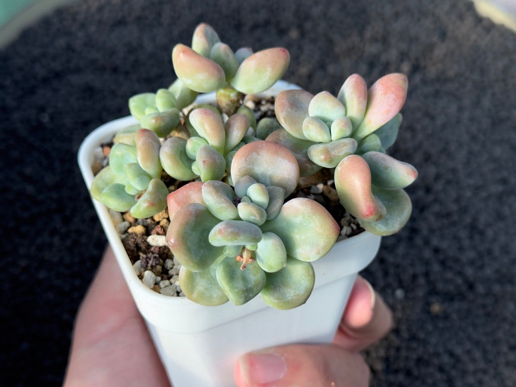 Graptosedum Miul Imported Succulent Plant