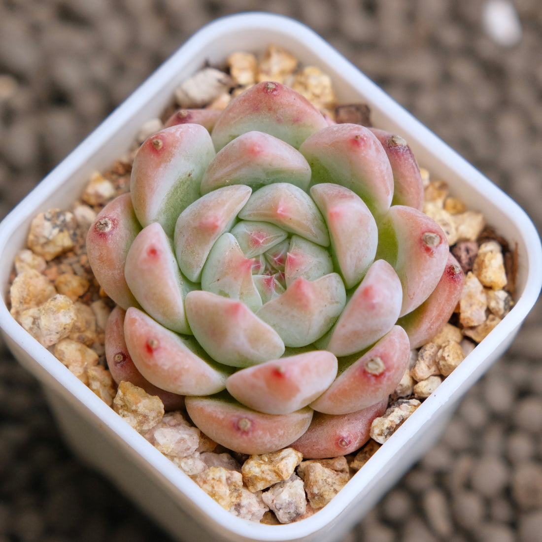 Echeveria Pink Colorata Imported Succulent Plant