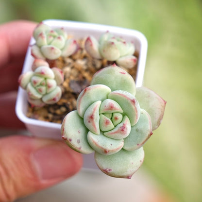 Sedeveria Pudgy Korean Succulent Plant