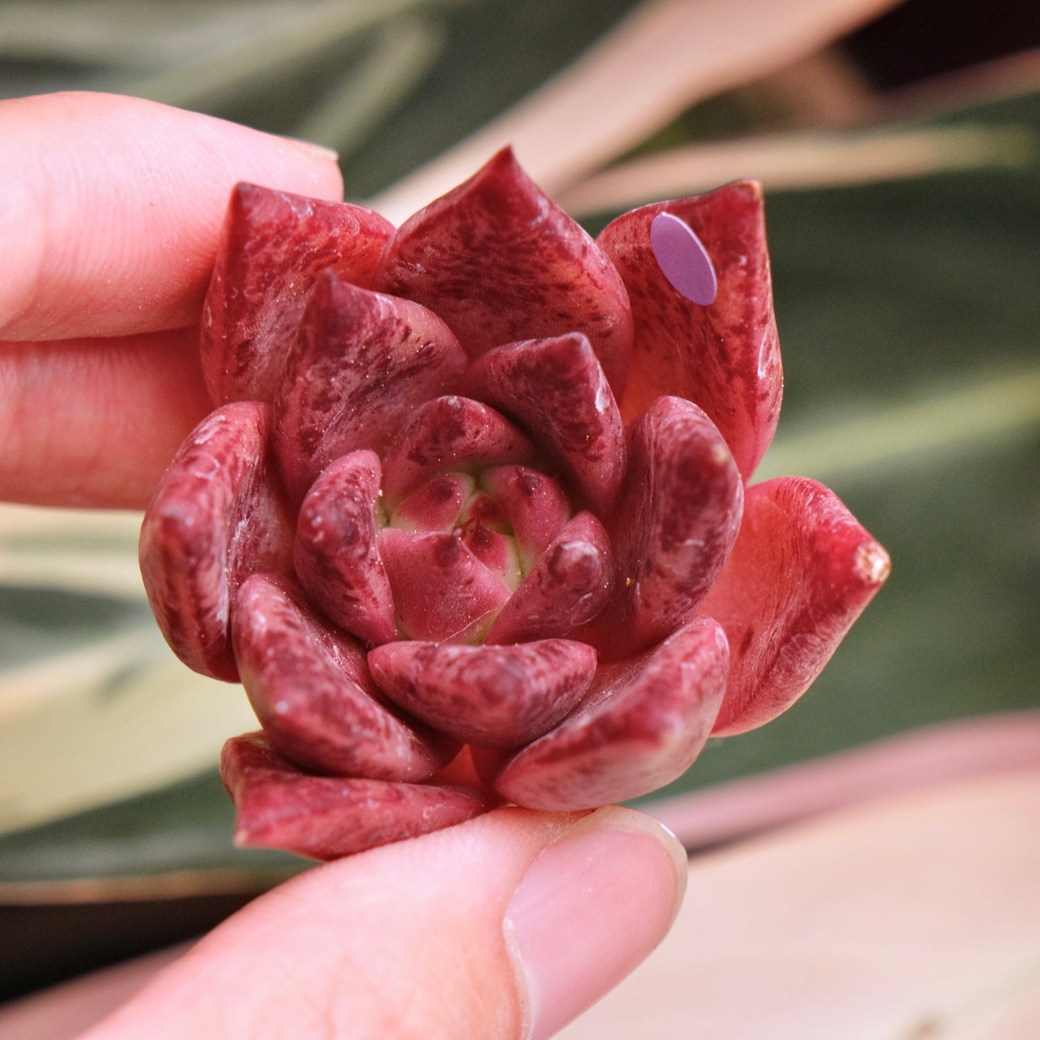 Echeveria Strawberry Korean Succulent Plant *New*