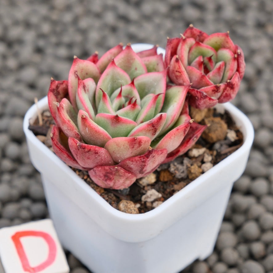 Echeveria Star Boss Imported Succulent Plant