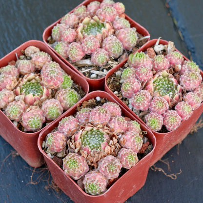 Sempervivum Spring Beauty Succulent Plant