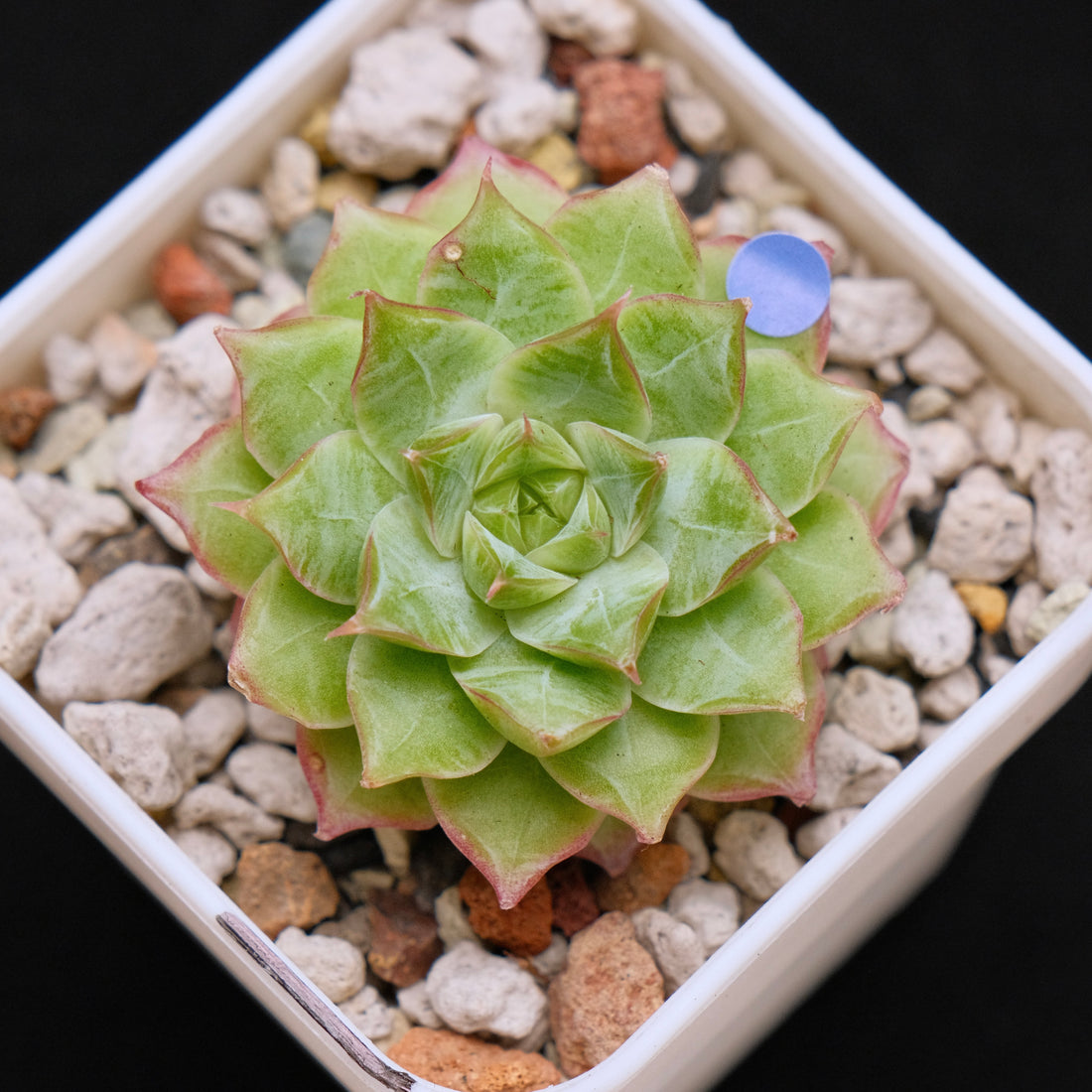 Echeveria Malgan hybrid Imported Succulent Plant *New* 美妮杂