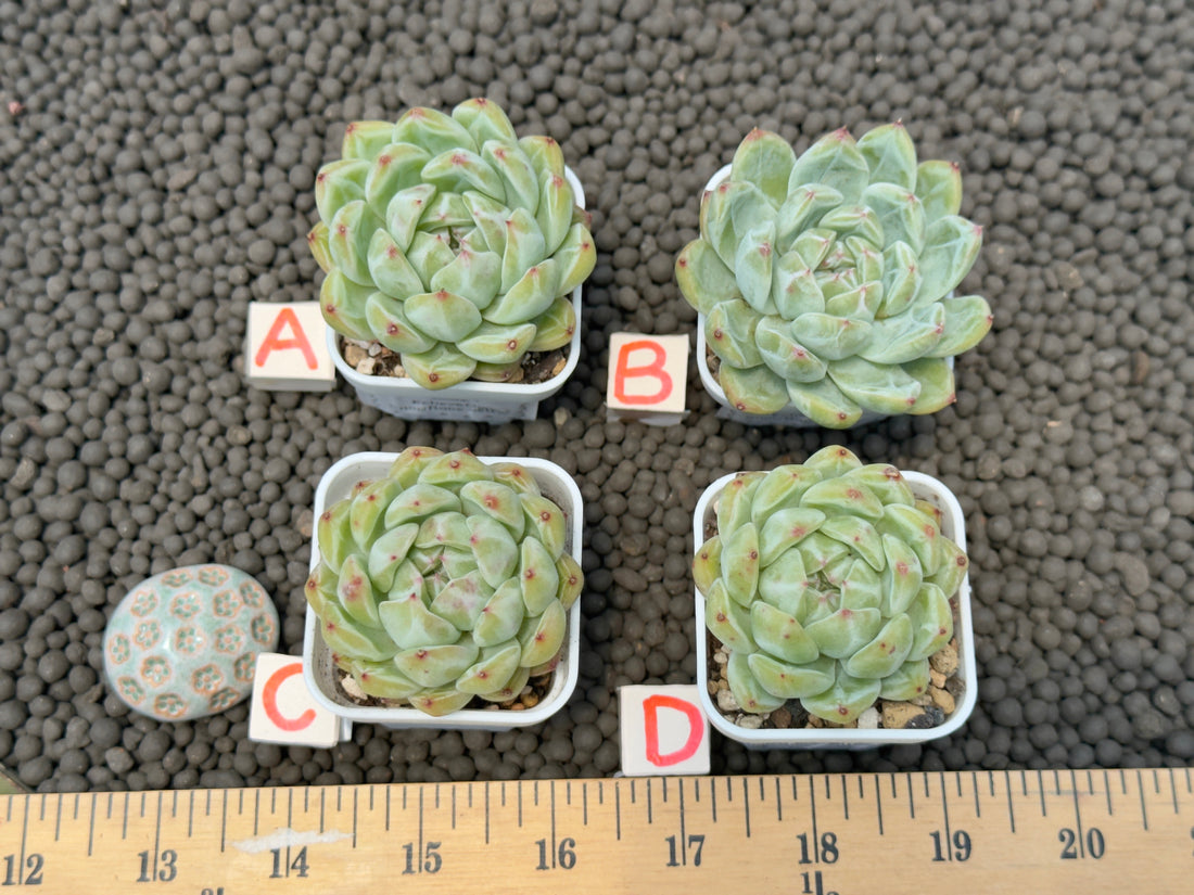 Echeveria Snowflake Jelly Korean Succulent Plant