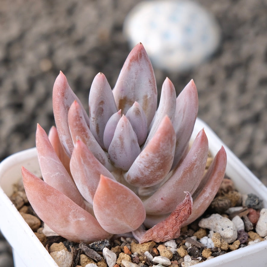 Pachyveria Mary Angela Korean Succulent Plant New Hybrid