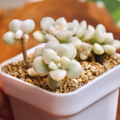 Variegated Graptopetalum Mendozae Succulent Plant