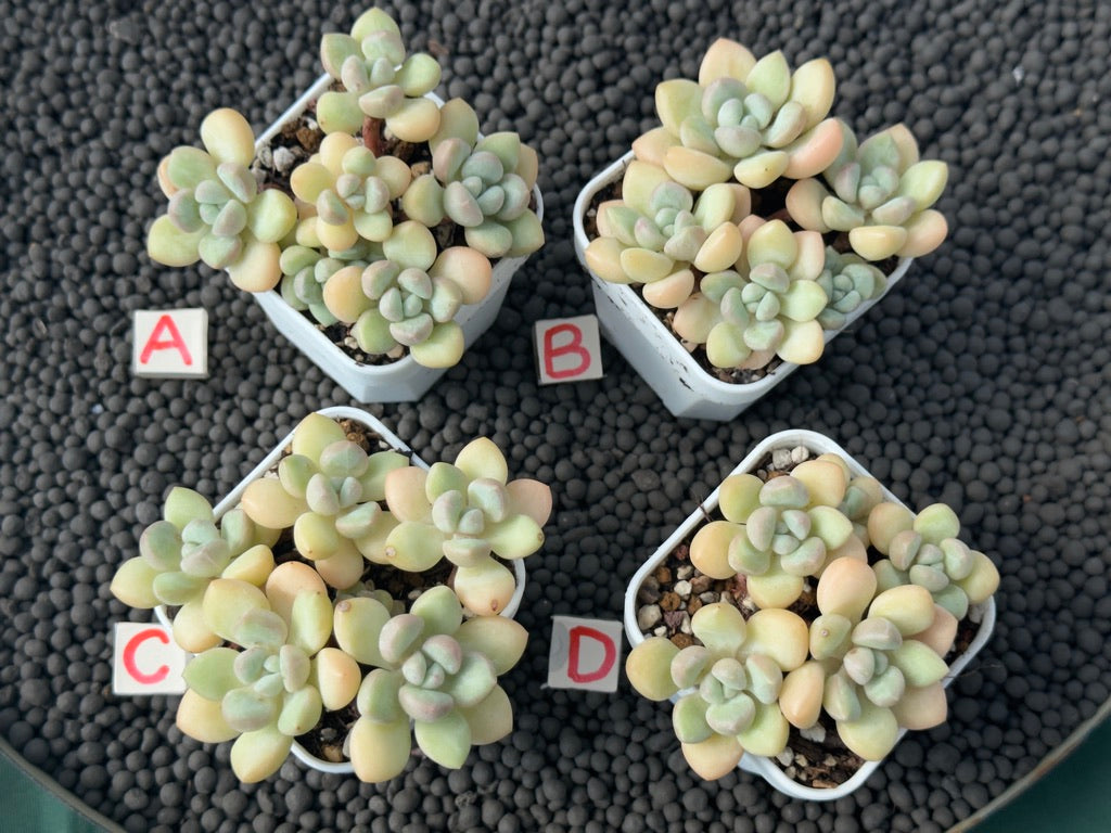 Graptosedum Bubble Gum Imported Succulent Plant