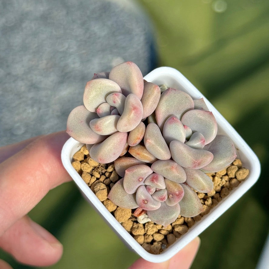 Graptoveria Pink Rosa babies Korean Succulent Plant Hwaga hybrid