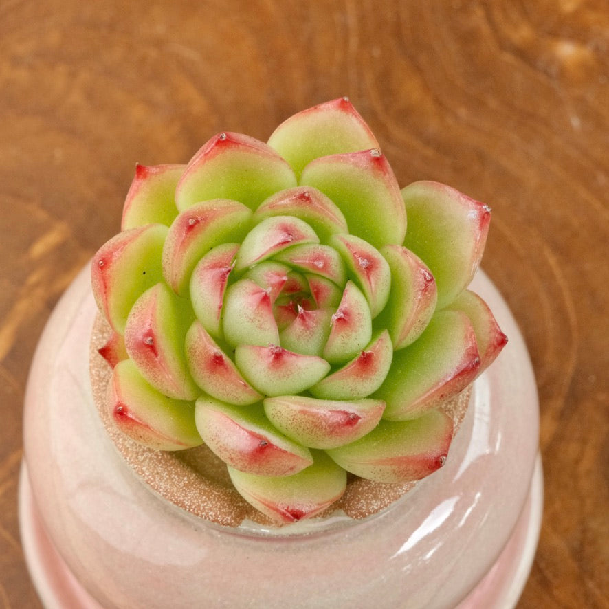 Echeveria Red Cone Korean Succulent Plant