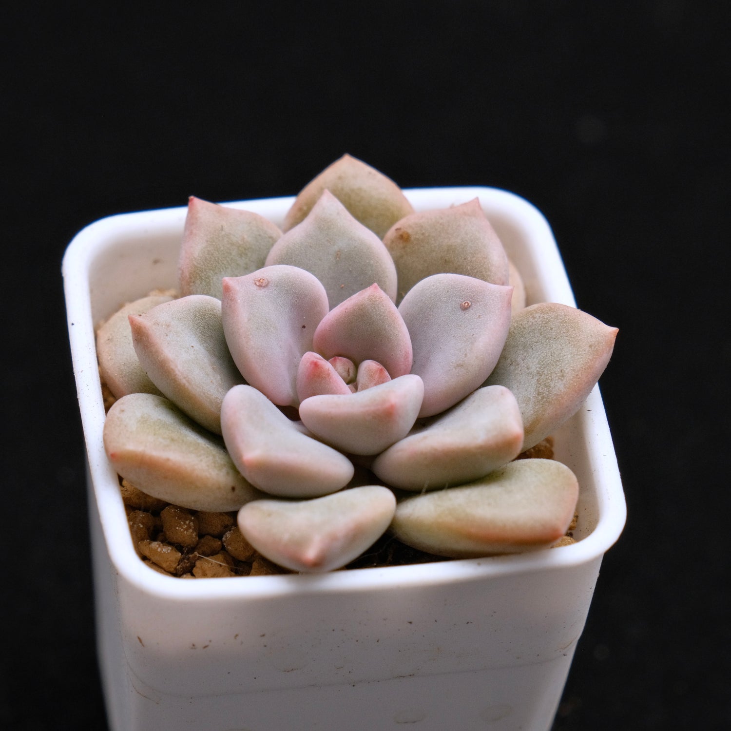 Graptoveria Pink Rosa Korean Succulent Plant Hwaga Hybrid