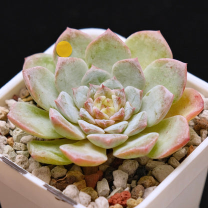 Echeveria Pink Jenny Korean Succulent Plant *New*