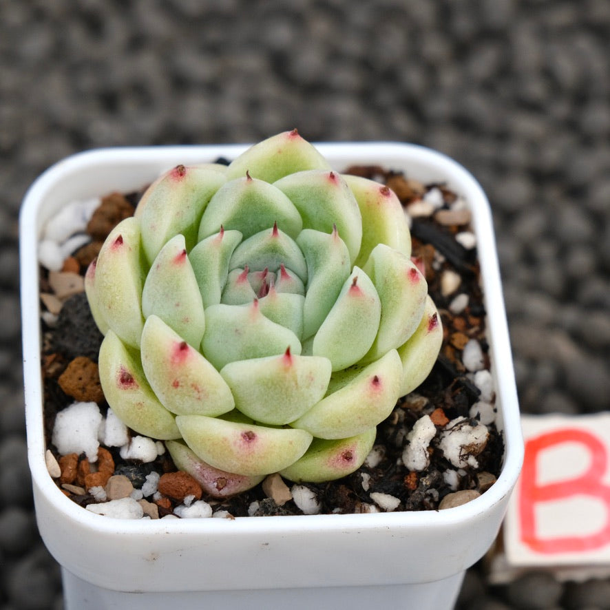 Echeveria Minos Korean Succulent Plant Hwaga Hybrid