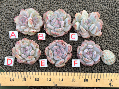 Monstrose Echeveria Monroe Imported Succulent Plant