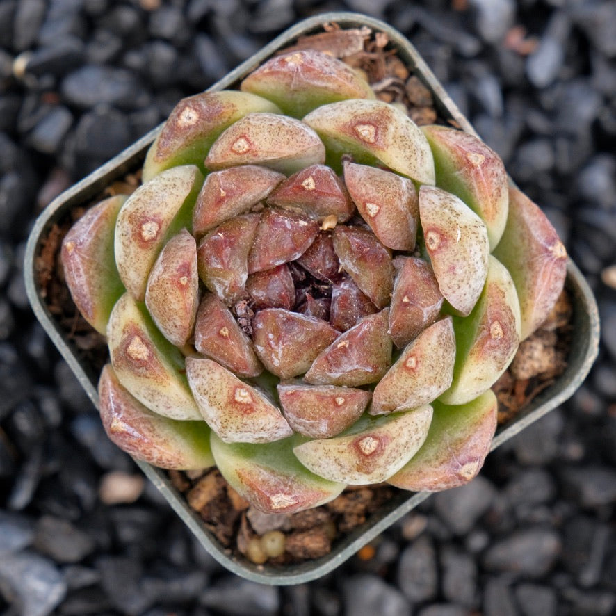 Echeveria Angel&