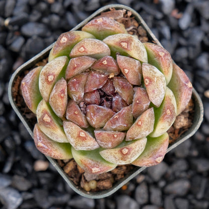Echeveria Angel&