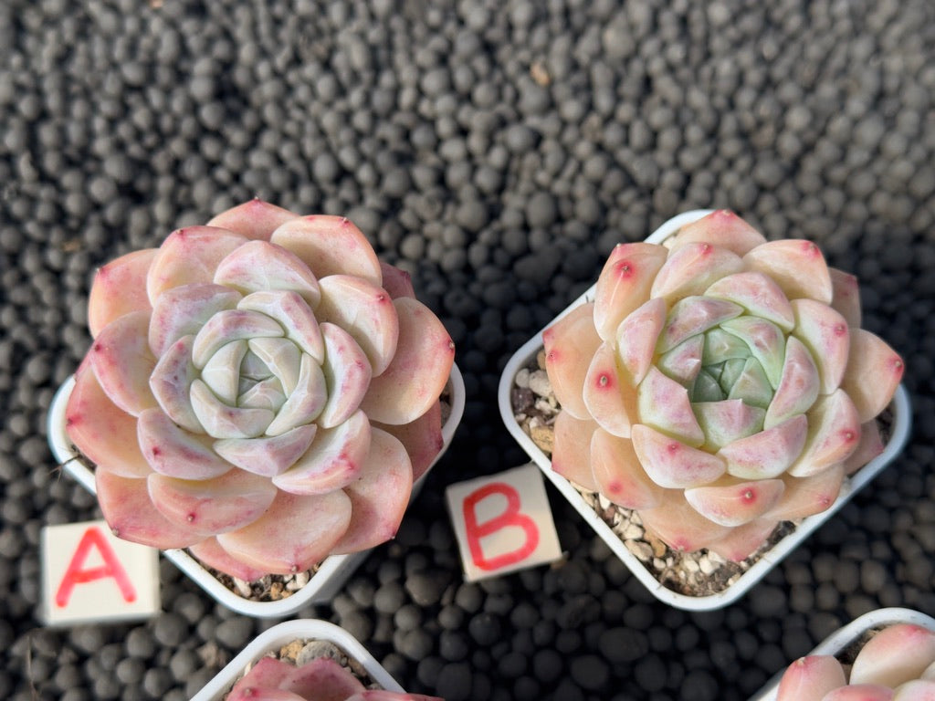 Echeveria Pink Lina Imported Succulent Plant