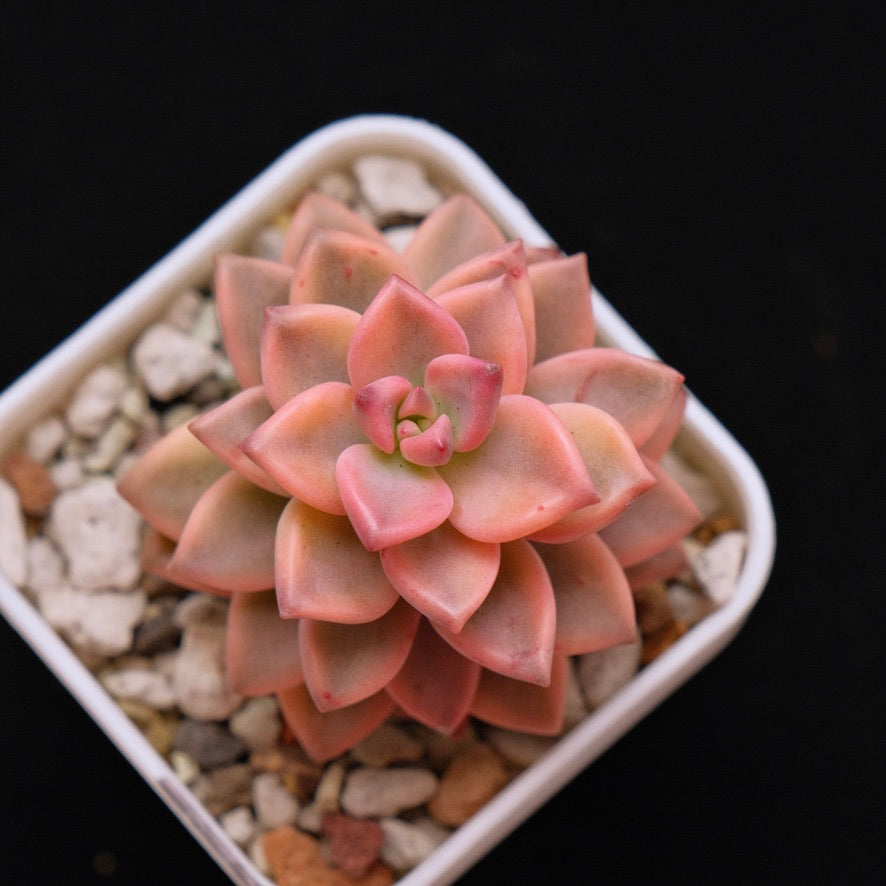 Variegated Graptosedum Armange Korean Succulent Plant